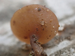 Ciborinia camelliae