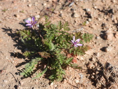 Erodium cicutarium