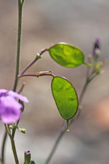 Lunaria annua annua