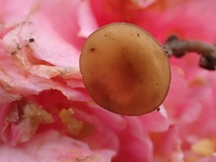 Ciborinia camelliae