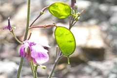Lunaria annua annua