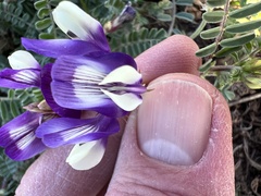 Astragalus lindheimeri