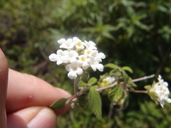 Lantana peduncularis