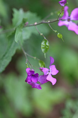 Lunaria annua annua