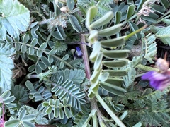 Astragalus lindheimeri