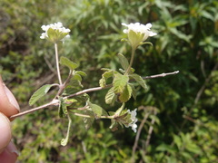 Lantana peduncularis