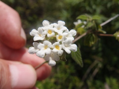 Lantana peduncularis