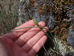 Allium acuminatum