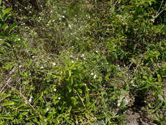 Lantana peduncularis