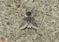 Furcula occidentalis