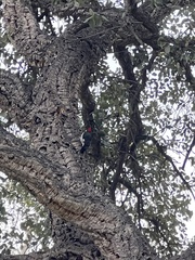 Melanerpes formicivorus