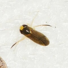 Corixidae