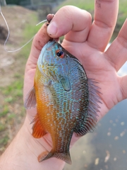 Lepomis aquilensis
