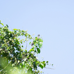 Patagioenas