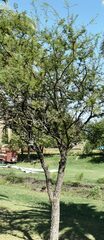 Prosopis affinis
