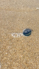 Velella
