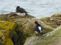 Haematopus ostralegus
