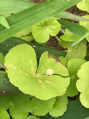 Cardamine lyrata
