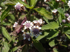 Lippia strigulosa