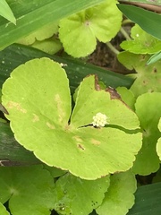 Cardamine lyrata