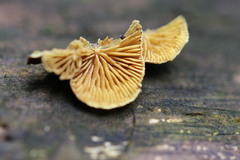 Crepidotus stromaticus
