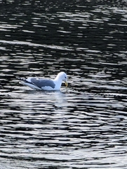 Larus occidentalis