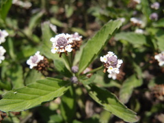 Lippia strigulosa