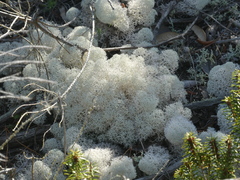 Cladonia evansii