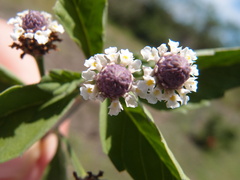 Lippia strigulosa