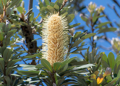 Banksia integrifolia