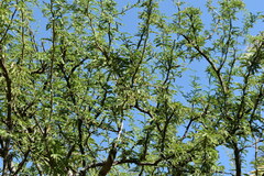 Prosopis affinis