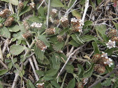 Lippia strigulosa