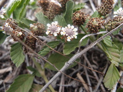 Lippia strigulosa