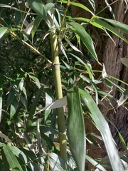 Phyllostachys aureosulcata