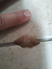 Prochoerodes lineola