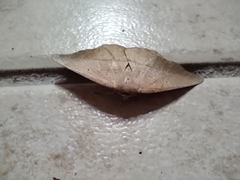 Prochoerodes lineola