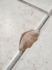 Prochoerodes lineola