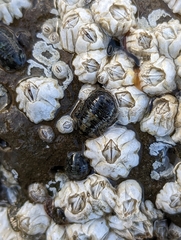 Gnorimosphaeroma oregonense