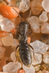 Diglotta