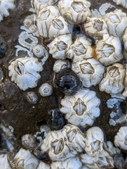 Gnorimosphaeroma oregonense