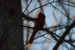 Cardinalis cardinalis