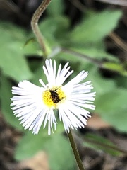 Erigeron quercifolius