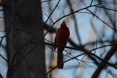 Cardinalis cardinalis