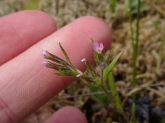 Microsteris gracilis
