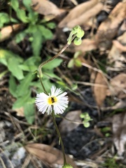 Erigeron quercifolius
