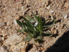 Plagiobothrys collinus