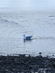 Larus glaucescens × occidentalis
