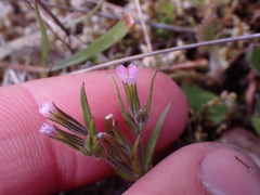 Microsteris gracilis