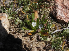 Plagiobothrys collinus