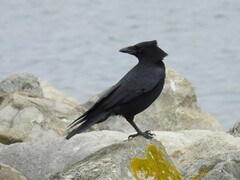 Corvus corone